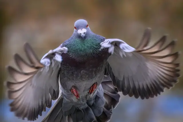 Doch auch ein schöner Vogel?! Foto: Rod Gebel