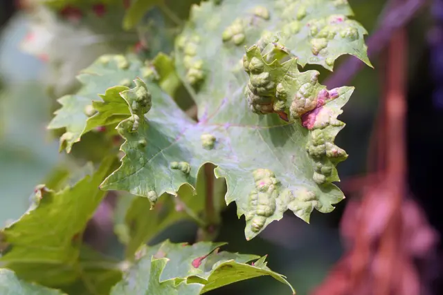 Pockenartige Auswölbungen an der Blattoberseite lassen das Blatt wellig erscheinen.