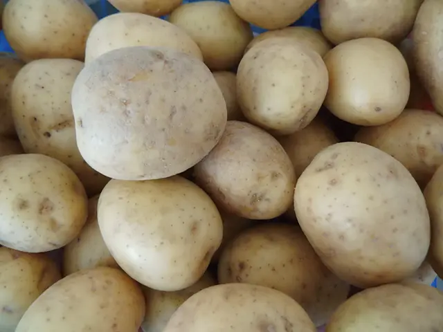 Rohe Kartoffeln | Foto: Siegmund Walter, 07.09.2025