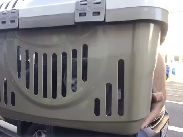 Gerettete Katze in sicherer Umgebung | Foto: Feuerwehr Bochum