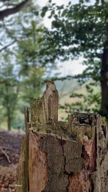 Spätsommer in HAGEN
2025@ana´