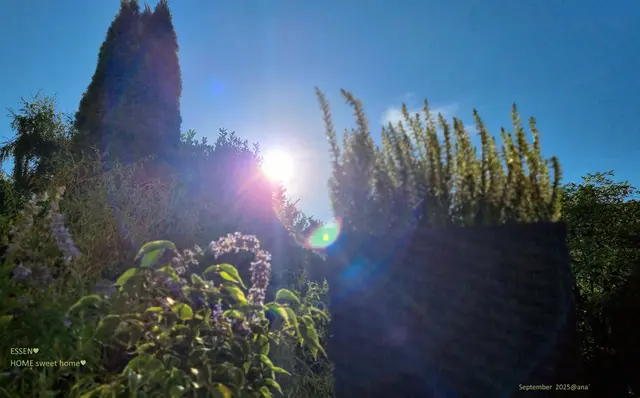 Letzten Sonnenstrahlen ... vielleicht???
Sepember 2025