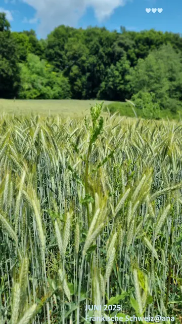 Erinnerungen
Juni 2025