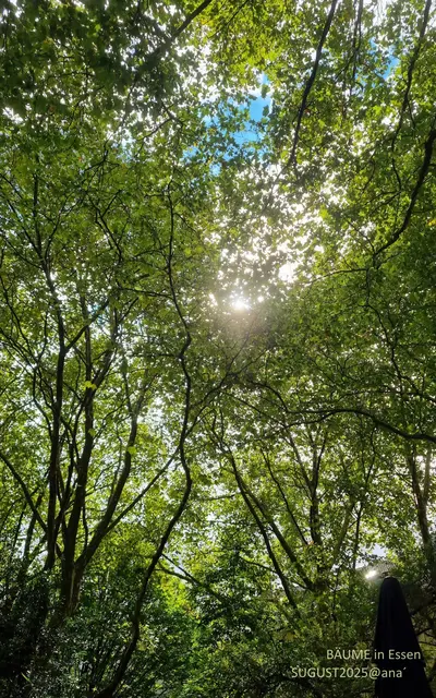 Baumkronen mitten in Essen ♥