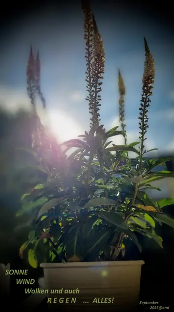 GENAU JETZT  ♥♥♥