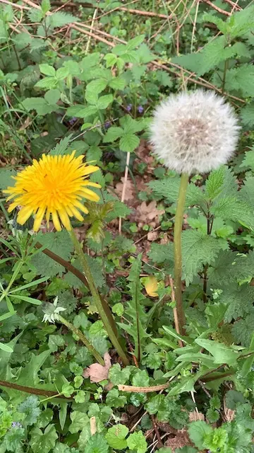 Foto: Text und Foto: Wolfgang Scholmanns