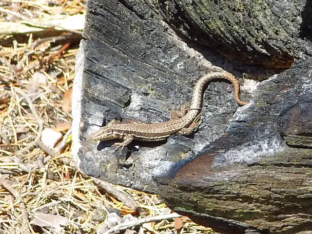 Mauereidechse die anscheinend in einem angebrannten Baumstamm Unterschlupf gefunden hat.
Sichtung: Dahner Felsenlandschaft, Rheinland-Pfalz  | Foto: Siegmund Walter, 18.09.2025, 15:26 Uhr
