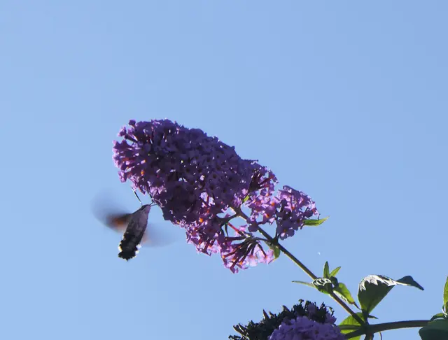 Taubenschwänzchen saugt Nektar an den Blüten eines Sommerflieders.