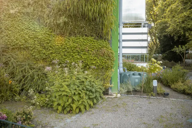 Eine Fassadenbegrünung mit Bewässerung über gesammeltes Regenwasser ist eine der Maßnahmen, die über das Förderprogramm Emscher-Lippe Klima.Anpassung (ELKA) bezuschusst wird. Foto: Zukunftsinitiative Klima.Werk/EGLV