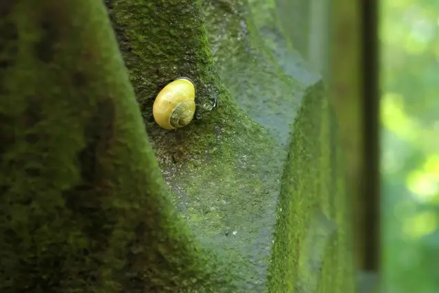 Stillstand - Schnecke ruht auf dem Radsatz einer großen Lokomotive, einem Produkt des damaligen Stahlwerks.