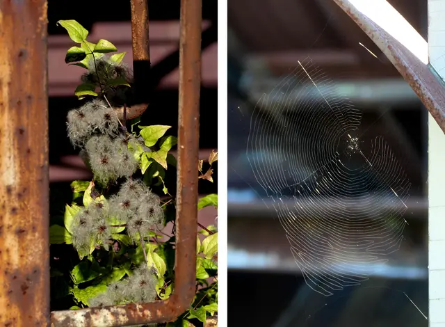 Rost(st)rebe und Web-Design