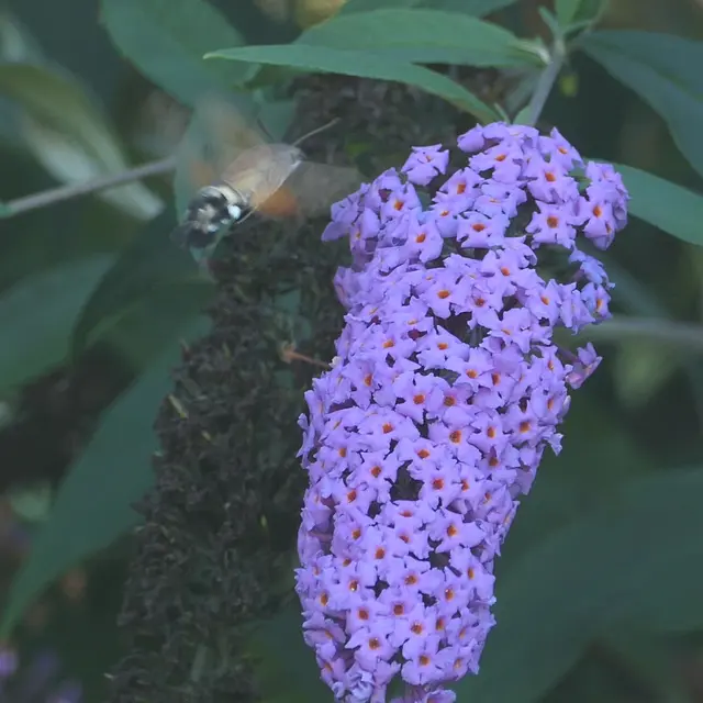 Das quirlige Taubenschwänzchen im Flug einzufangen, gelingt nur schwer, vor allem, wenn die Kamera falsch eingestellt ist. Diese Aufnahme ist mir nur gelungen, weil ich ein paar Sekunden seines Fluges als Video aufnehmen konnte. Daraus ist dieses Einzelbild entnommen.