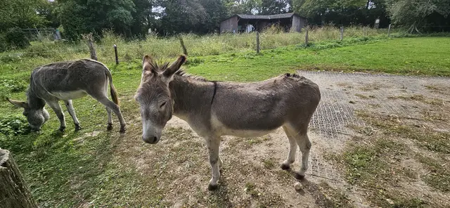 Foto: Fotos: Pater Tobias