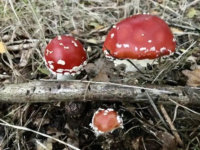 Foto: Text & Foto:  by Wolfgang Scholmanns