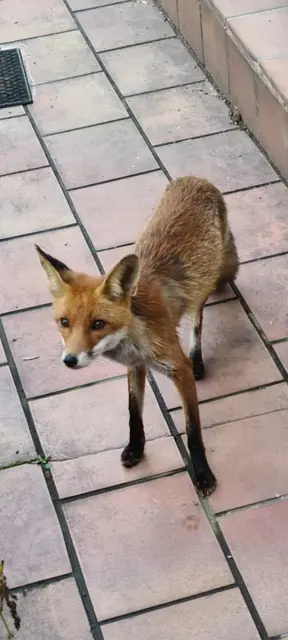 Fuchs-Sichtung in der Graf-Adolf-Straße, | Foto: Dr. Gerd Kievernagel