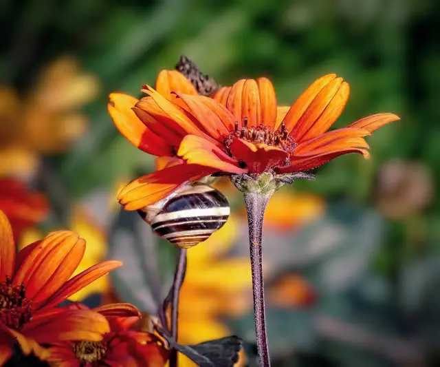 Schnecke unter Blumen. Foto Barbara Elsner