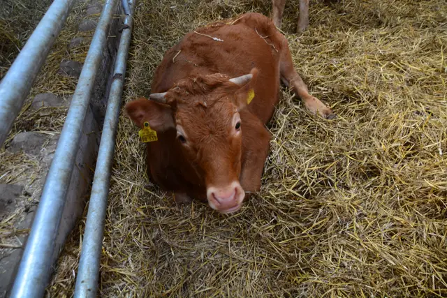 Foto: @Sabine Schlücking