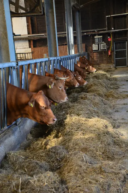 Foto: @Sabine Schlücking