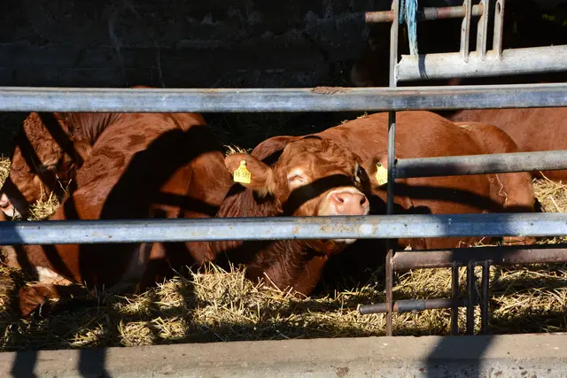 Foto: @Sabine Schlücking