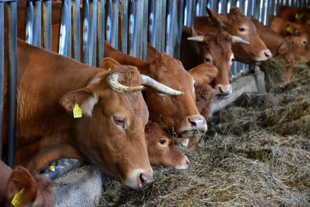 Foto: @Sabine Schlücking