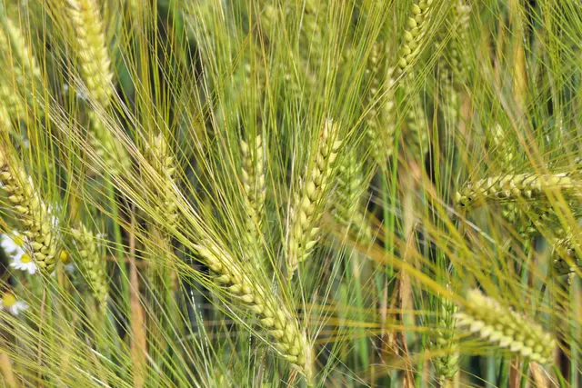 Gerste. Die zweite Grundlage des "Gerstensaftes".