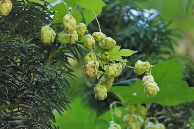 Wilder Hopfen, der doch an einer Eibe hochgetankt hat.
