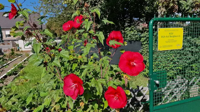 Die Fotos stammen vom Erntedank-Gottesdienst im vergangenen Jahr in der Kleingartenanlage Blüh auf Bergbau.
Fotos: Ursel Schulz
