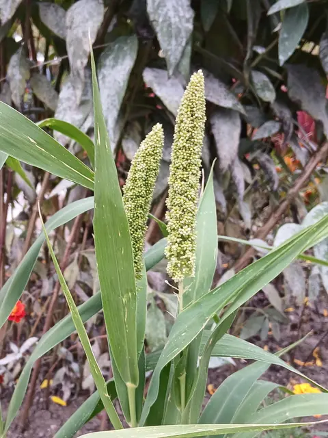 Kolbenhirse, auch bekannt als Perlhirse | Foto: Siegmund Walter, 03.10.2025, 14:33 Uhr