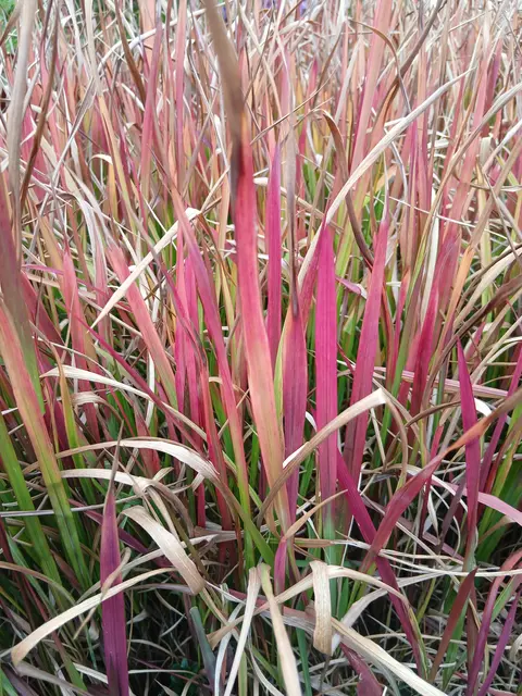 Japanische Blutgras im Monat Oktober.  | Foto: Siegmund Walter, 03.10.2025, 14:33 Uhr