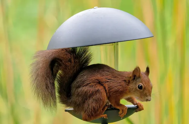 So ein Schlingel. Foto: Manuela Wilms