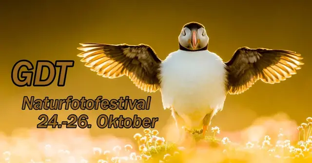 PapageitaucherFoto: Kevin Morgans | Großbritannien (UK) | GDT | Foto: Kevin Morgans | Großbritannien (UK) | GDT