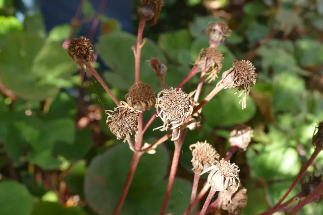 Japanischer Goldkolben, Ligularia dentata, 1. Oktober 2025