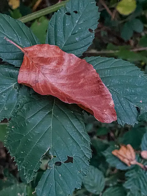 HerbstLichKeiten  | Foto: Kreative Impressionen, Chr. Niersmann 