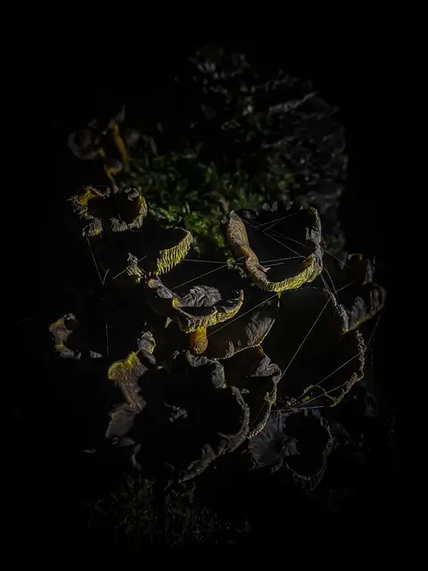 HerbstLichKeiten  | Foto: Kreative Impressionen, Chr. Niersmann 