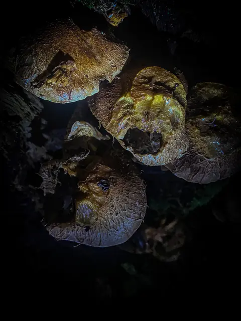 HerbstLichKeiten  | Foto: Kreative Impressionen, Chr. Niersmann 