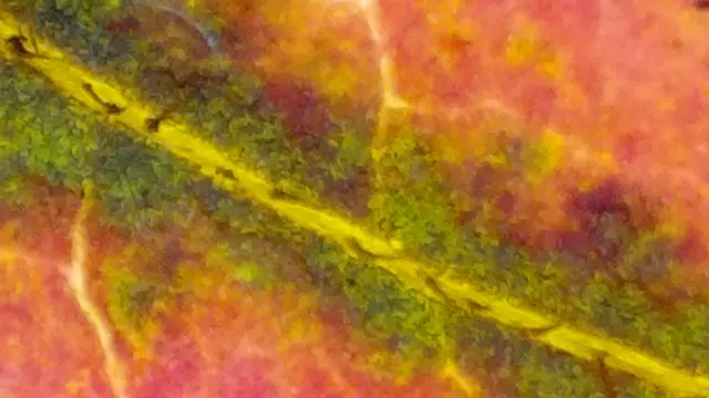 Unter dem Mikroskop meint man dem Abtransport der Nähr- und Farbstoffbestandteile zuschauen zu können.