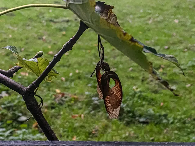 HerbstLichKeiten  | Foto: Kreative Impressionen, Chr. Niersmann 