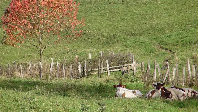 Wiesen und Weiden zwischen Lüdenscheid und Iserlohn