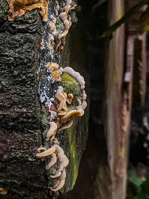 HerbstLichKeiten  | Foto: Kreative Impressionen, Chr. Niersmann 