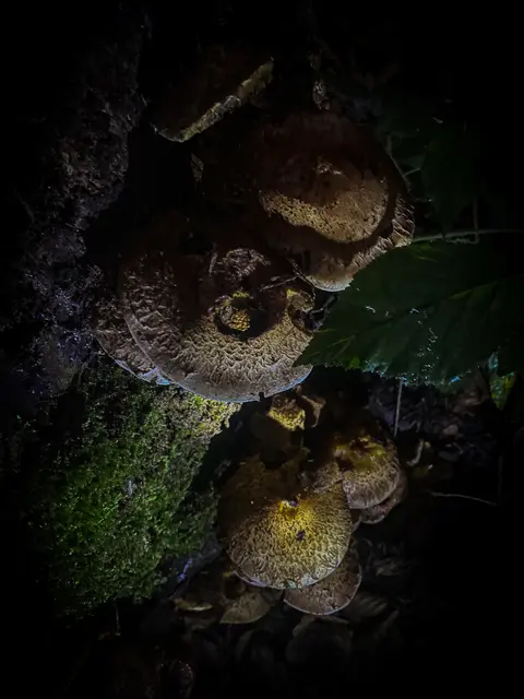 HerbstLichKeiten  | Foto: Kreative Impressionen, Chr. Niersmann 