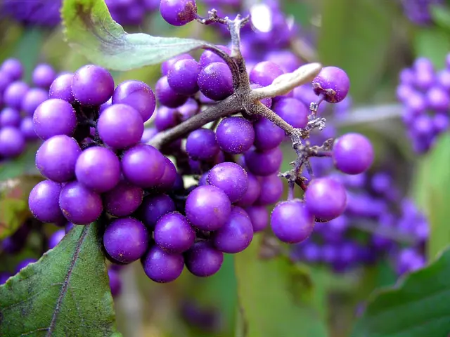 Liebesperlensträucher im Grugapark in Essen