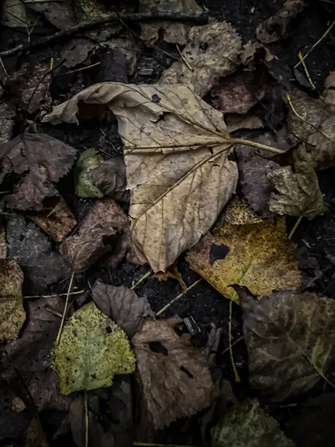 HerbstLichKeiten  | Foto: Kreative Impressionen, Chr. Niersmann 