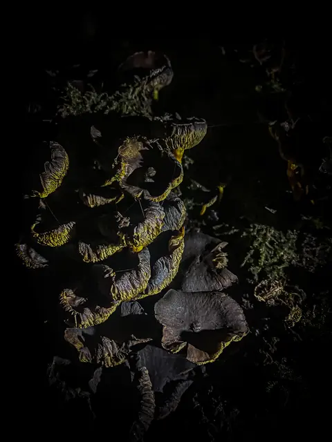 HerbstLichKeiten  | Foto: Kreative Impressionen, Chr. Niersmann 