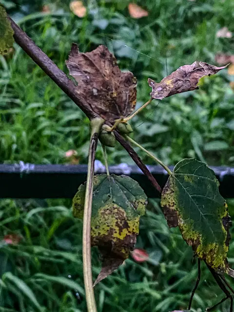 HerbstLichKeiten  | Foto: Kreative Impressionen, Chr. Niersmann 