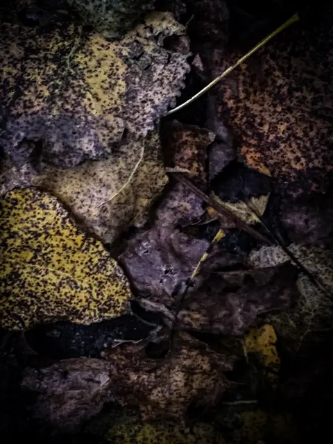 HerbstLichKeitEn | Foto: Kreative Impressionen, Chr. Niersmann 