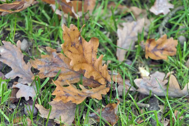 Die Eiche baut vor dem Blattfall sämtliche  Farstoffe ab.