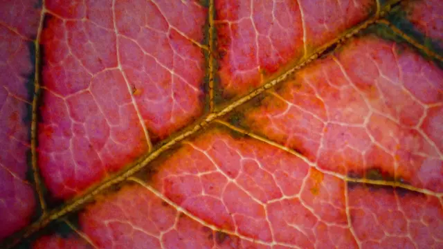 Hier sieht man sehr schön, wie Nährstoffe und Chlorophyllbestandteile durch die Blattadern abtransportiert bzw. in diesen zwischengelagert werden.