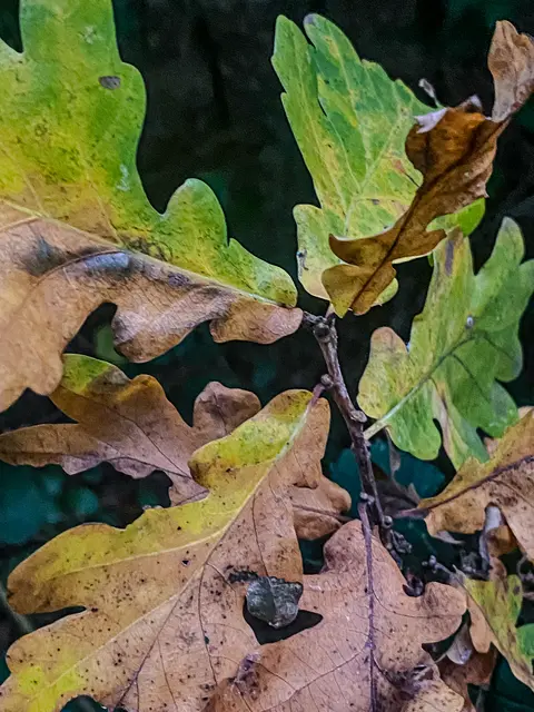 HerbstLichKeiten  | Foto: Kreative Impressionen, Chr. Niersmann 