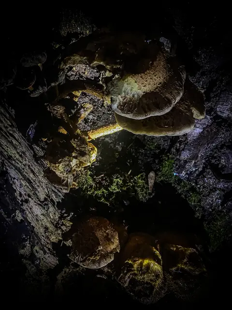 HerbstLichKeiten  | Foto: Kreative Impressionen, Chr. Niersmann 