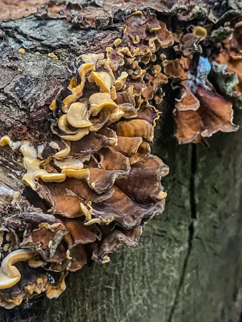 HerbstLichKeiten  | Foto: Kreative Impressionen, Chr. Niersmann 